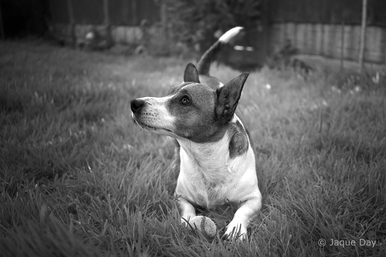 Pet portrait showcasing personality and charm