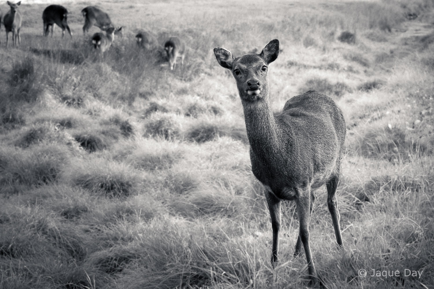 Wildlife photography in natural habitat